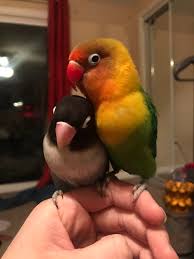 lovebird kiwi and his goth girlfriend
