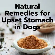 home remes for a dog s upset stomach