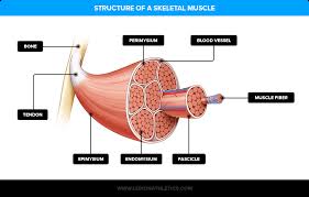 what is muscle hypertrophy how does