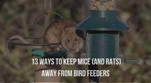 rats away from bird feeders