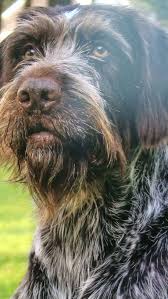 German Wirehaired Pointer Dogs German Wirehaired Pointer