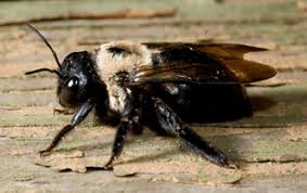 They're also pollinators, which make them very important for helping. Carpenter Bees Vs Bumblebees