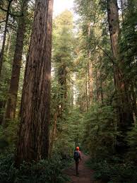 redwood national state parks