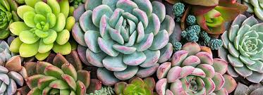 Grow And Care For Succulents Indoors