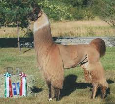 llama conformation jnk llama farm