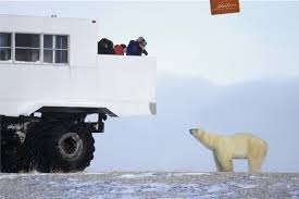 How To Photograph Polar Bears From A Tundra Buggy |
