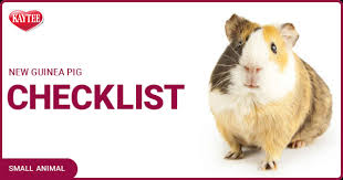 pet guinea pig checklist