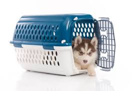 dog crate size guidelines