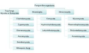 Flowchart Summarising The Classification Of Fungus Like