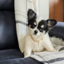 wildwood ranch chihuahua and toy breeds