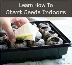 How To Start Seeds Indoors And Tips