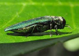 Time For Drench Applications To Control Emerald Ash Borer Kentucky