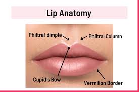 9 diffe types of lips their shapes