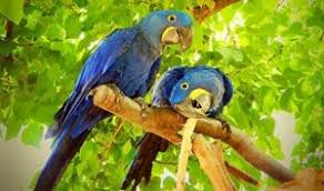 what are hyacinth macaw s costs