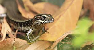 reptiles in sydney nsw environment