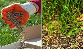 Lawn Care Exact Time To Sow Grass Seed