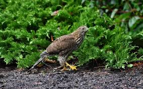 what is the lifespan of cooper s hawk