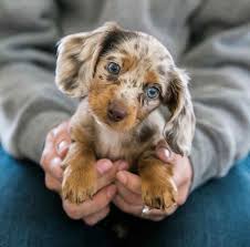 long haired miniature dachshund long