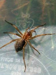 Common Spider Bite Symptoms Household