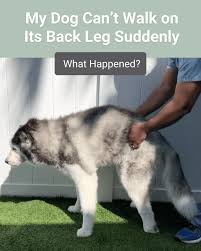 my dog can t walk on its back leg