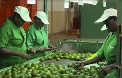 Image result for How To Export Avocado In Kenya