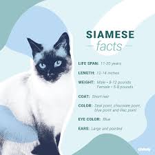Spayed or neutered cats tend to be heavier than unaltered cats. Siamese Cat Breed Facts Temperament Care Info
