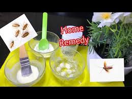 get rid of roaches home remedy