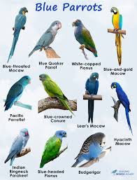 blue parrots facts list pictures