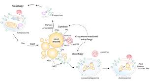 crosstalk between autophagy and lipid
