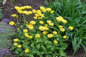 We did not find results for: 15 Beautiful Yellow Perennials For Your Garden Garden Lovers Club