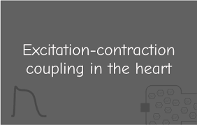 excitation contraction coupling