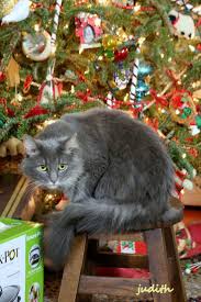 888 best images about CHRISTMAS CATS on Pinterest Trees Cats.