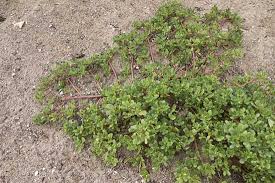 They grow in the same manner and often near each other, but spurge is thin and flat with teeny delicate leaves, while purslane is a succulent. Power Packed Purslane Mother Earth News