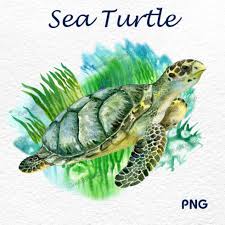 Sea Turtle Green Turtle Watercolor