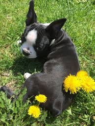 vine boston terriers