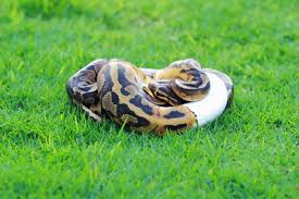 ghi ball python morph traits care