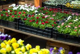 Jak wypozycjonować sklep ogrodniczy - Rzetelny Regulamin