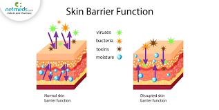 skin barrier role and function 5