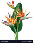 Image result for strelitzia
