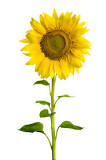 Do sunflowers self fertilize?