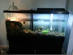 Imgur Com Turtle Tank Red Eared Slider Care Fish Tank