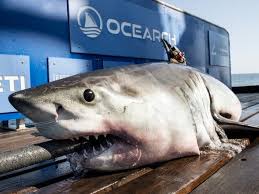 great white shark spotted off coast of