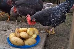 Can chickens eat cooked potatoes?