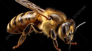 queen bee pictures background image