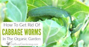 cabbage worms organically