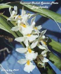 Internet Orchid Species Photo Encyclopedia