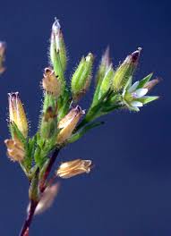 Minuartia mediterranea (Ledeb.) K.Maly | Flora of Israel Online