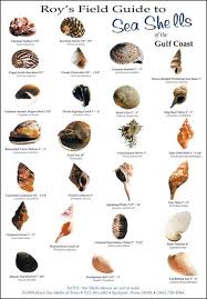 Image Result For Shell Identification Chart Pacific Coast