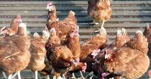 Avian influenza (bird flu) is a notifiable disease in the uk and is listed in section 88 of the animal health act 1981. What Is Bird Flu Where Have There Been Outbreaks And How It Can Affect The Population Cheshire Live