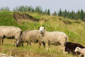 Овцы на лугу :: Светлана Чуркина – Социальная сеть ФотоКто